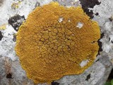 Caloplaca thallincola image