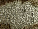Lecanora albella image