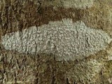 Lecanora albella image
