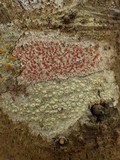 Arthonia elegans image