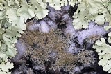Physcia subtilis image