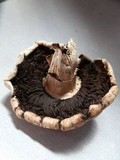 Agaricus subfloccosus image