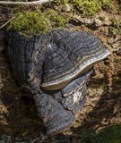 Phellinus igniarius image