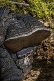 Phellinus igniarius image
