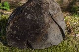 Phellinus igniarius image