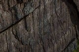 Phellinus igniarius image
