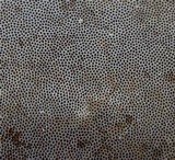 Phellinus igniarius image