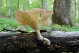 Panus conchatus image