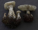 Melanoleuca verrucipes image
