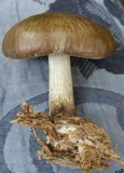 Pluteus primus image