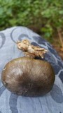 Pluteus primus image