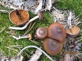 Cortinarius cinnamomeus image