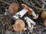 Cortinarius cinnamomeus image