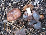 Cortinarius cinnamomeus image