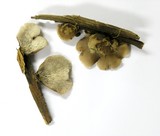 Lentinellus montanus image