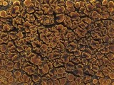 Caloplaca flavescens image