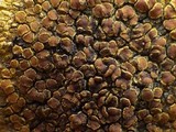 Caloplaca flavescens image