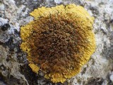 Caloplaca flavescens image