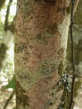 Arthonia elegans image