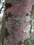 Arthonia elegans image