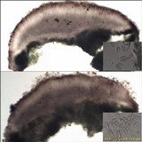 Lecidoma demissum image