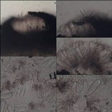 Opegrapha vulgata var. vulgata image