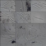 Opegrapha viridis image