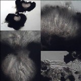 Opegrapha dolomitica image