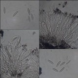 Opegrapha dolomitica image