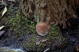 Fomitiporia punctata image