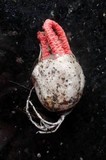 Clathrus archeri image