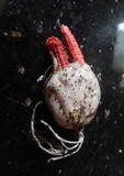 Clathrus archeri image