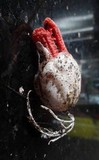 Clathrus archeri image