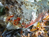 Phanerochaete sanguinea image