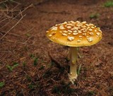 Amanita regalis image