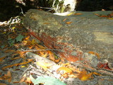 Phanerochaete sanguinea image