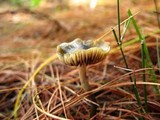 Psilocybe subaeruginosa image