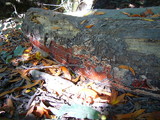 Phanerochaete sanguinea image