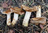 Cortinarius flavobasilis image