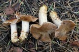 Cortinarius flavobasilis image