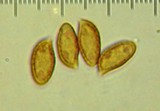 Cortinarius flavobasilis image