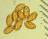 Cortinarius flavobasilis image
