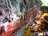 Phanerochaete sanguinea image