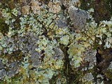Pannaria tavaresii image