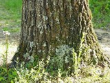Pannaria tavaresii image