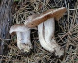 Cortinarius vernalisierraensis image