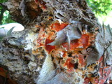 Phanerochaete sanguinea image