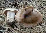Cortinarius vernalisierraensis image
