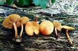 Gymnopilus lepidotus image