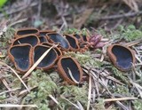 Plectania melastoma image